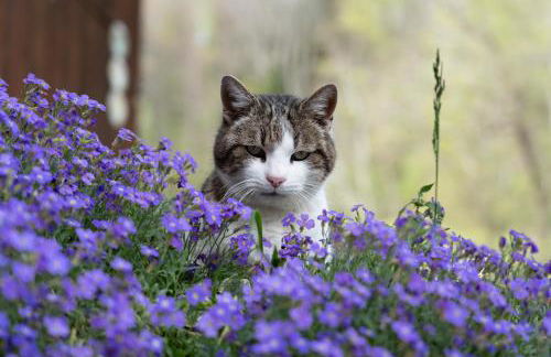 Ferienwohnung am Siglhof - Foto 4