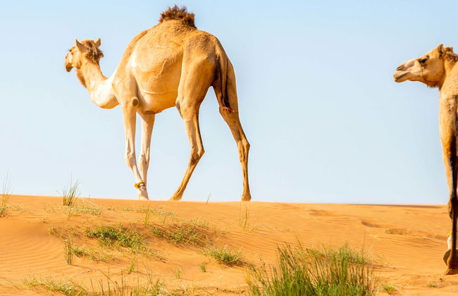 Desert Safari y visita a una granja de camellos - Foto 1