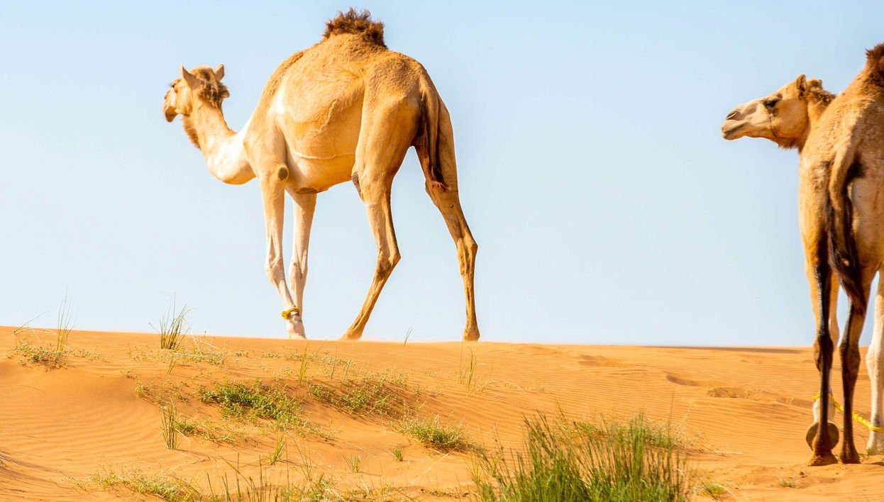 Desert Safari y visita a una granja de camellos