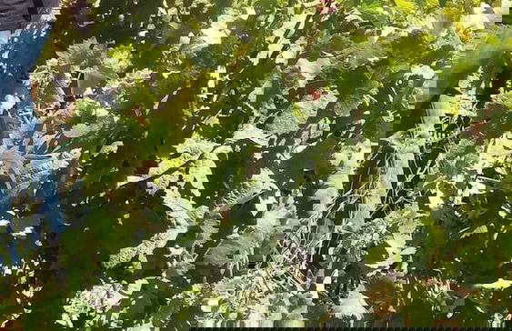 Petrinos Milos - Foto 32