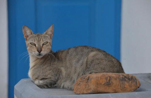 The fig tree house - Foto 43