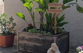 "Minerva" da Sabrina - Foto 9