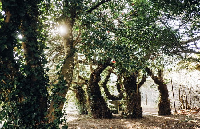 Casa do Santo - Wine & Tourism - Foto 62