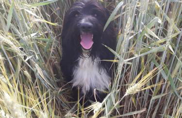 Gîte Paysan La Grange - Photo 14