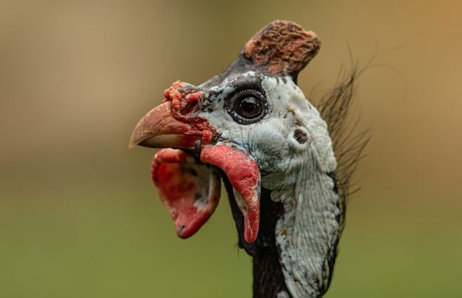 Steigmatt Bauernhof - Erlebnis - Foto 60