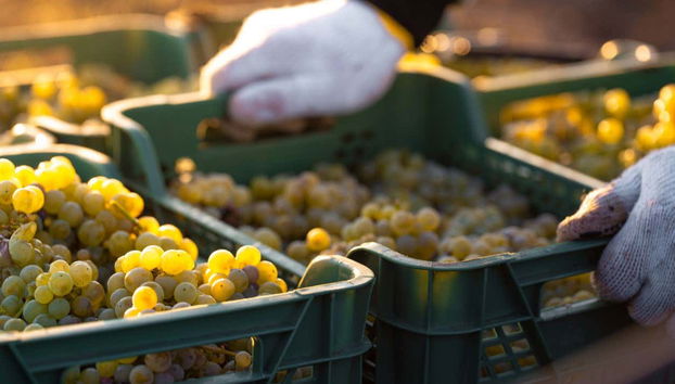 La vendimia al atadecer