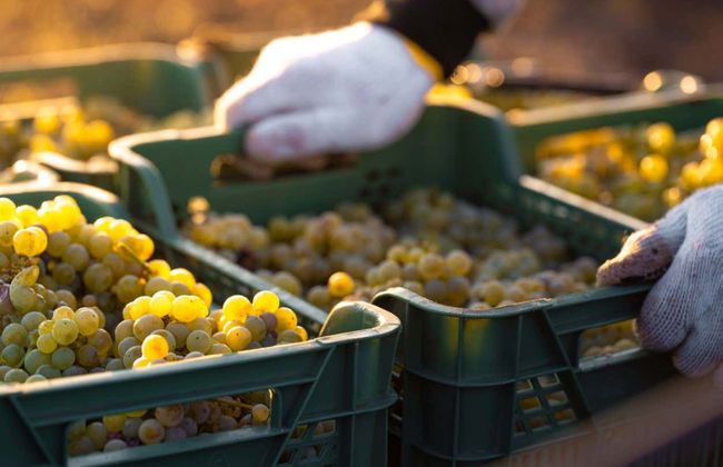 Tour del pisco por el Valle del Elqui - Foto 2