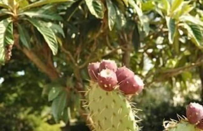 Il Casale di Mario - Foto 23