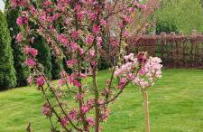 Dom Wakacyjny Quattro Niesulice - Foto 14