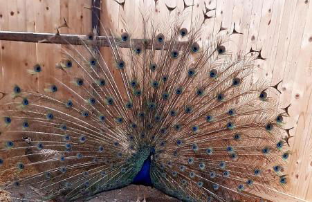 Tenuta Lo Cuoccio - Foto 68