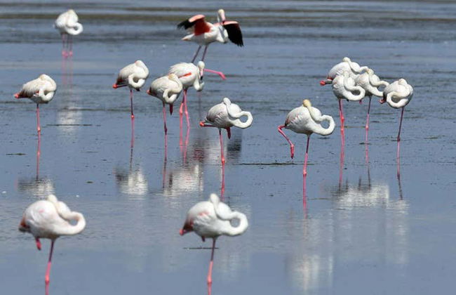 Observation de flamants roses dans le delta de l'Èbre au coucher du soleil - Photo 6