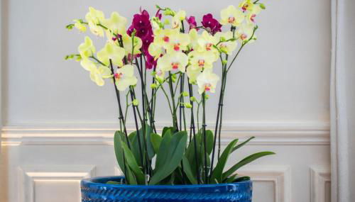 Luxury Apartment in Paris Center - Louvre Museum - Foto 5