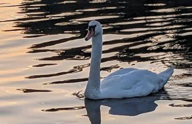 Haus am See - Foto 33