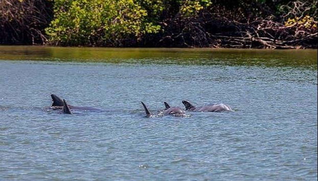 Trip to Puerto El Morro with Dolphin Watching - Foto 2