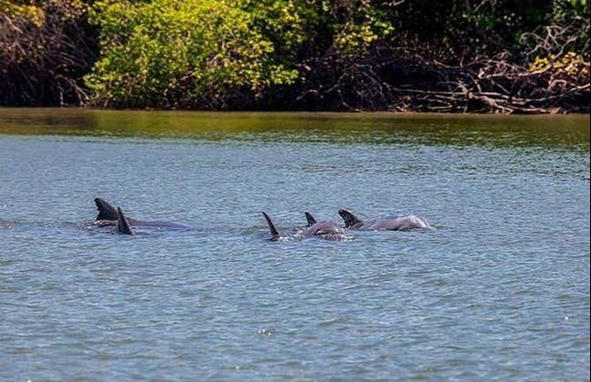 Trip to Puerto El Morro with Dolphin Watching - Foto 2