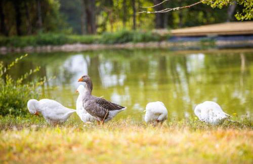 La Sellerie - Foto 19