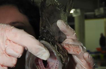 Maison Rouge - Foto 32