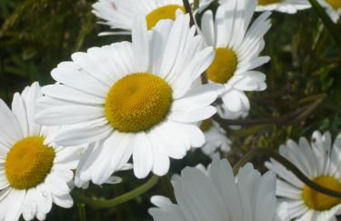 Le Clos Doux - Foto 31