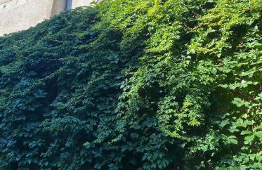 DOLCE VITA - Foto 80