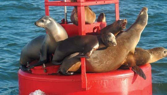 Des otaries à San Diego