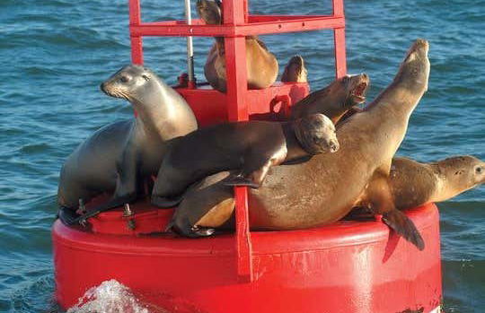 Avistamiento de cetáceos en San Diego - Foto 2