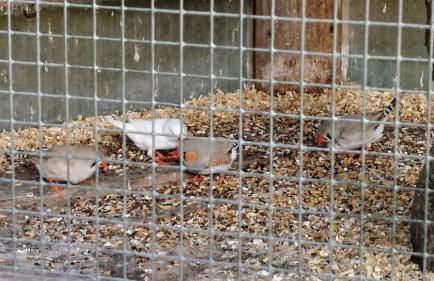 Ferienhof Fenzl - Foto 33