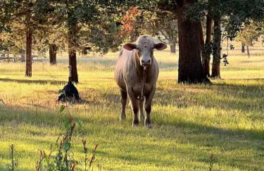 Relaxing Modern stay on a Ranch - Foto 48