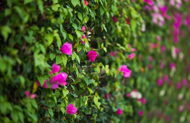 LPC Holiday Villa - Foto 39