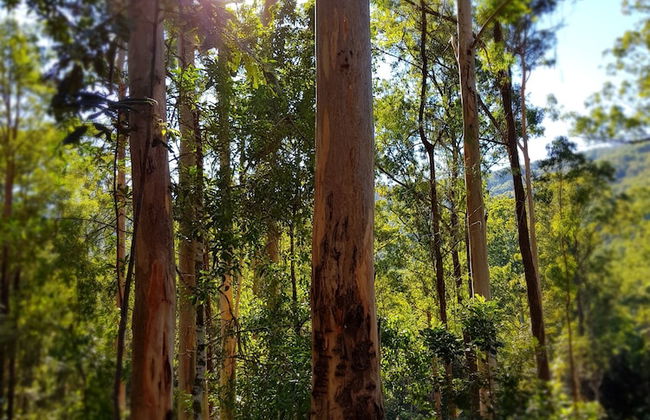 Carawirry Forest Escape - Foto 65