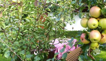 Haus Fellner**** - Foto 4