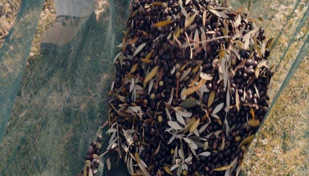 Olive Harvest Experience - Half-Day Small Group Tour - Photo 2