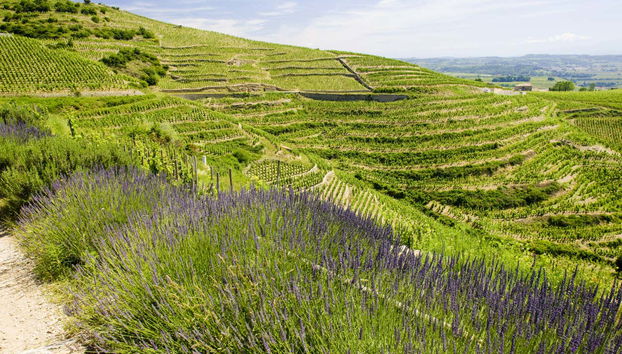 Vignoble de l'Hermitage de la Vallée du Rhône