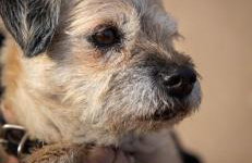 Mystique Barn - Foto 19