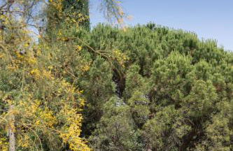 La dimora del verde con piscina - Foto 62