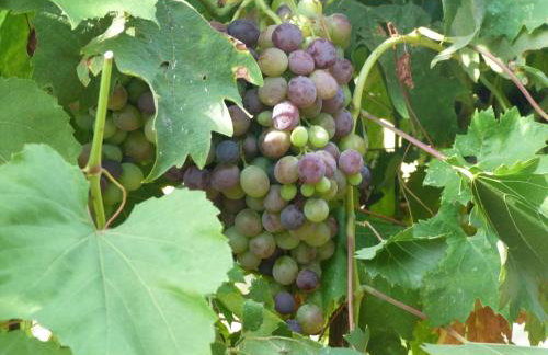 Country House Speedy - Foto 40