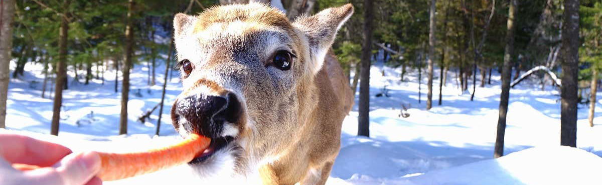 Safari dans le parc Omega