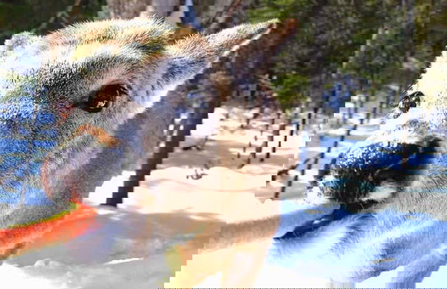 Safari por Omega Park - Foto 7