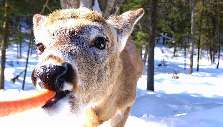 Safari por Omega Park