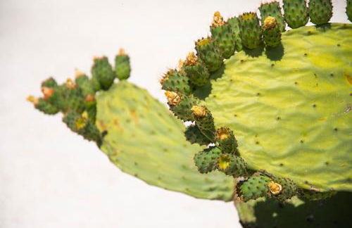 Trulli di Mezza - Foto 13