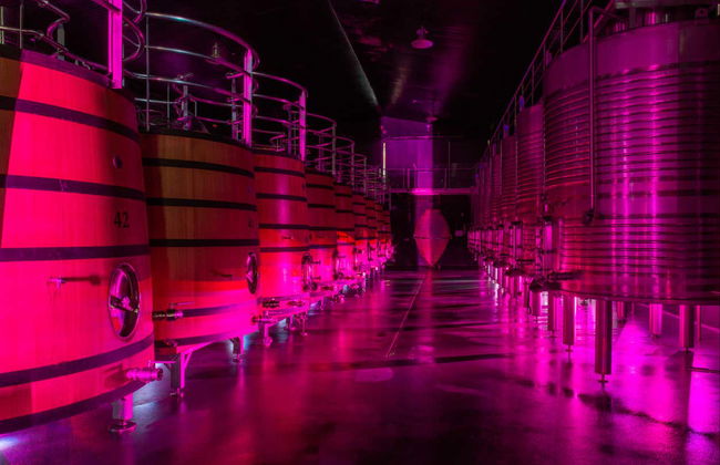 Visita alla cantina Regina Viarum - Foto 4