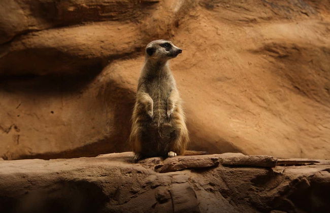 Ingresso do Aquário Emaar - Foto 6