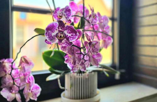 HAPPY HOMES RED - Dein stylisches Maisonette-Apartment mit Wow-Effekt! - Foto 8