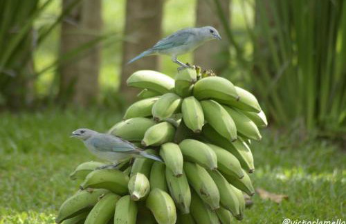 A Casinha Lumiar - Foto 37