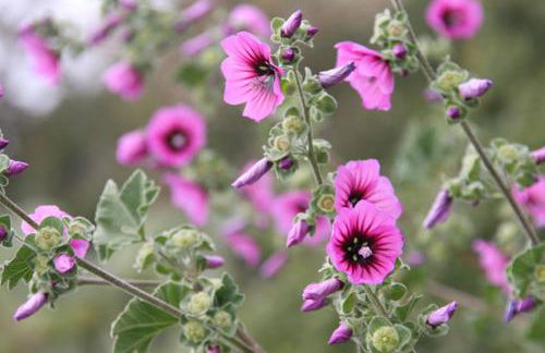 Casa Pineta - Foto 19