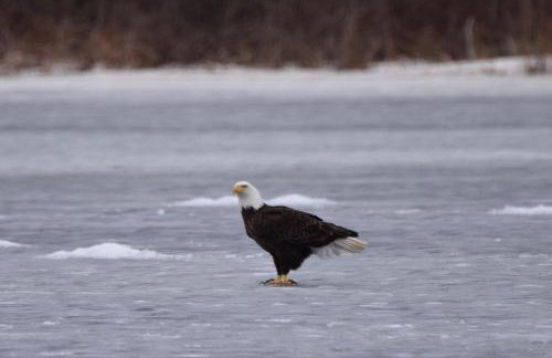 Loon Landing in Lake Tomahawk WI - Photo 51