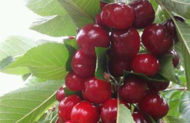 Rincón del Valle del Jerte - Foto 33