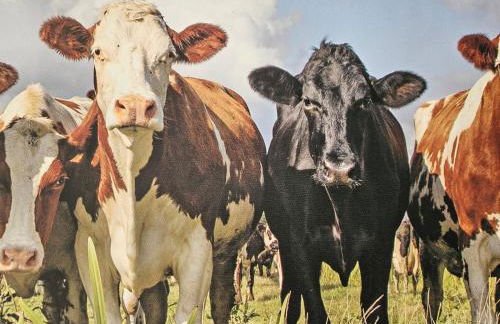 Naturverliebt am Diemelsee - Bergblick - Foto 18