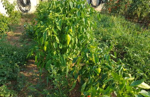 Finca Sa Cova de Mallorca - Foto 61