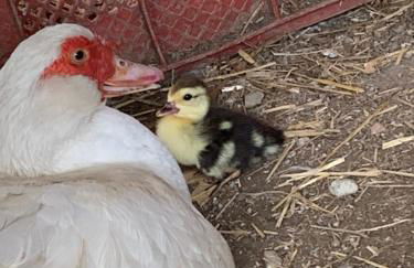 Agriturismo La Fontanella & Glamping - Foto 35