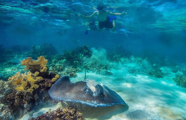 Cruzeiro de mergulho de luxo Riviera Maya com almoço e bebidas - Foto 10